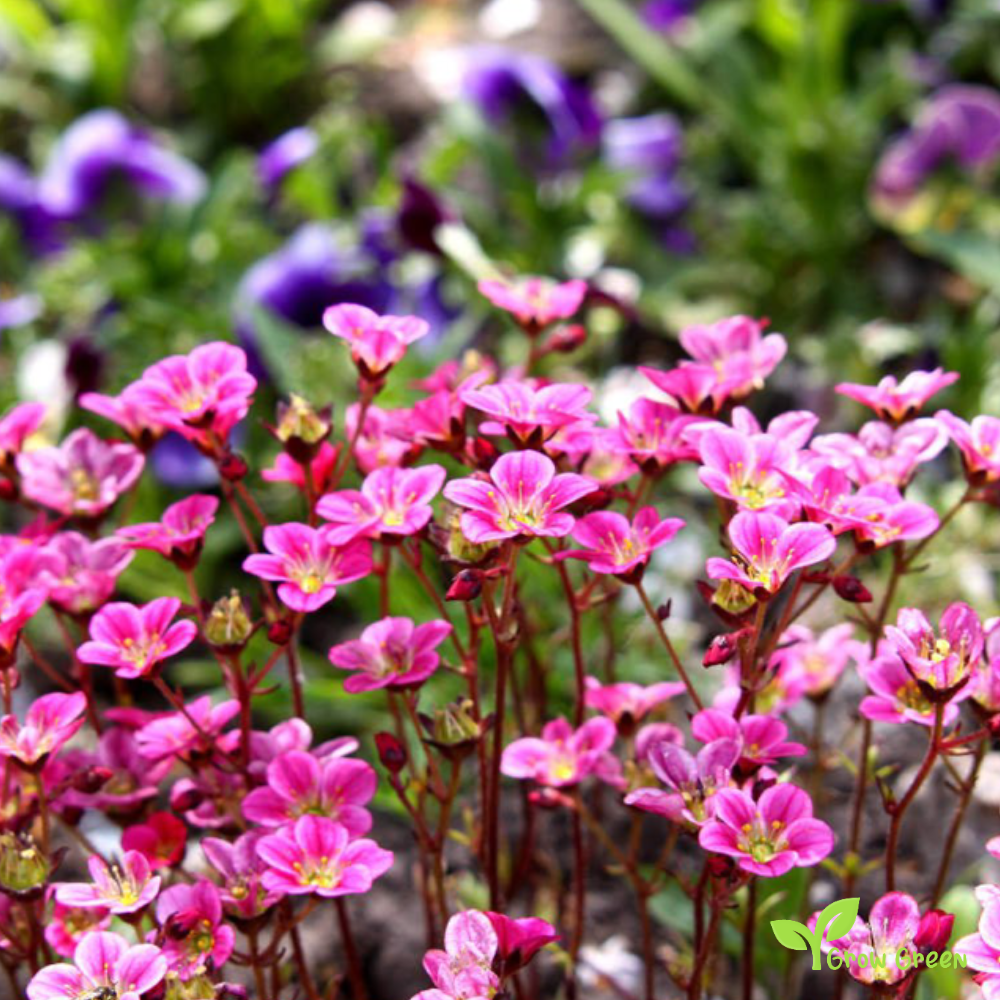 20 seeds of Mossy Saxifrage - SAXIFRAGA ARDENDSII + Gift 5 seeds of Sunflower