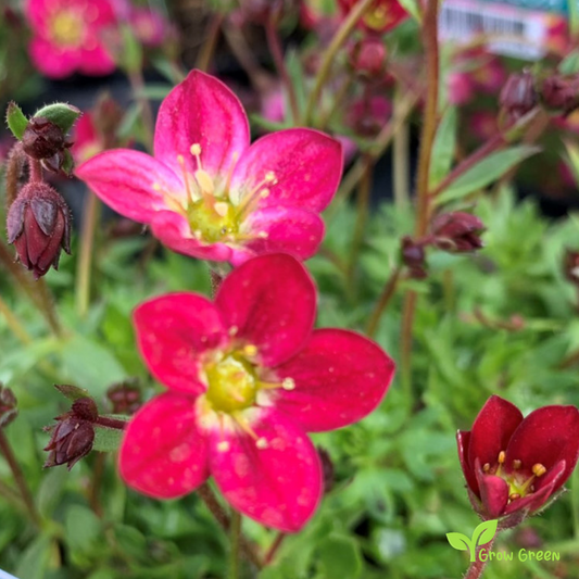 20 seeds of Mossy Saxifrage - SAXIFRAGA ARDENDSII + Gift 5 seeds of Sunflower