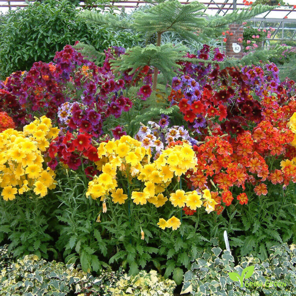 20 seeds of Painted Tongue Mix - SALPIGLOSSIS SINUATA + Gift 5 seeds of Sunflower