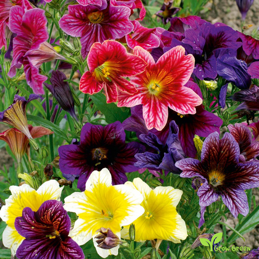 20 seeds of Painted Tongue Mix - SALPIGLOSSIS SINUATA + Gift 5 seeds of Sunflower