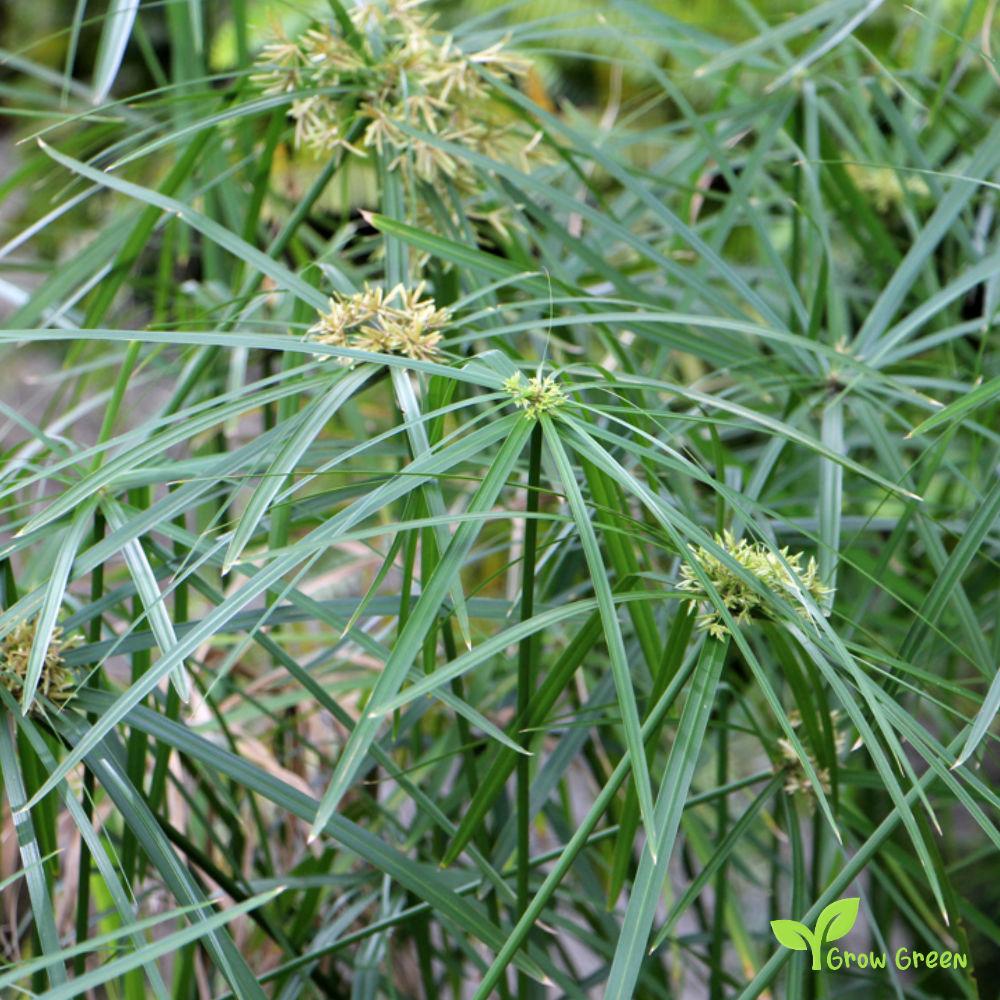 5 seeds of Umbrella Papyrus Palm - CYPERUS ALTERNIFOLIUS + Gift 5 seeds of Sunflower