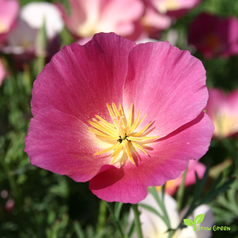20 seeds of California Purple Poppy - ESCHSCHOLZIA CALIFORNICA + Gift 5 seeds of Sunflower