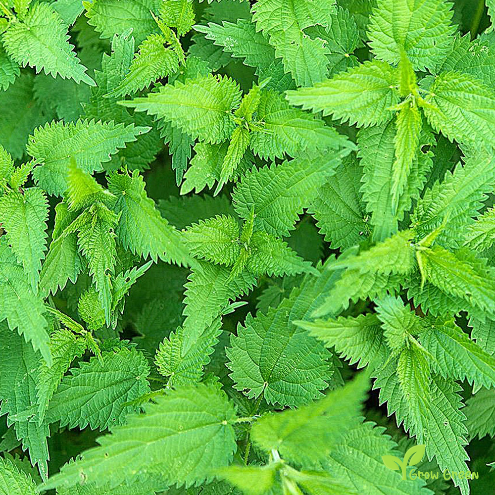 20 seeds of Common Nettle - URTICA DIOICA - Stinging + Gift 5 seeds of Sunflower