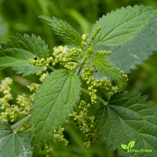 20 seeds of Common Nettle - URTICA DIOICA - Stinging + Gift 5 seeds of Sunflower