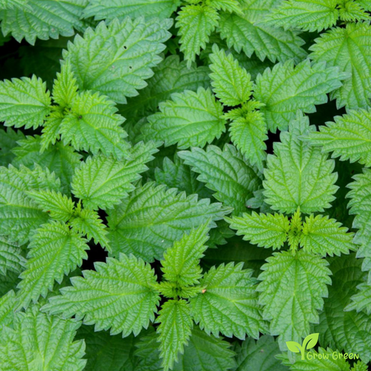 20 seeds of Common Nettle - URTICA DIOICA - Stinging + Gift 5 seeds of Sunflower