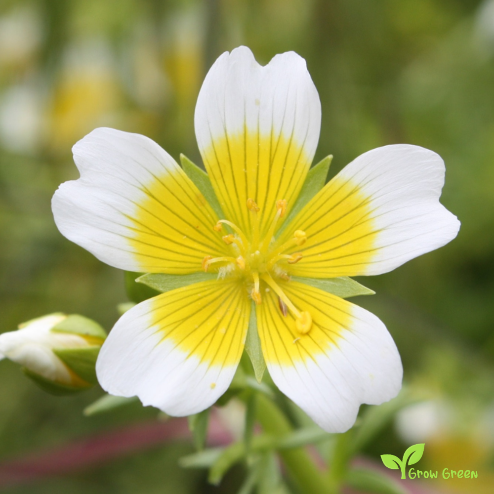 20 seeds of Poached Egg Plant - LIMNANTHES DOUGLASII + Gift 5 seeds of Sunflower