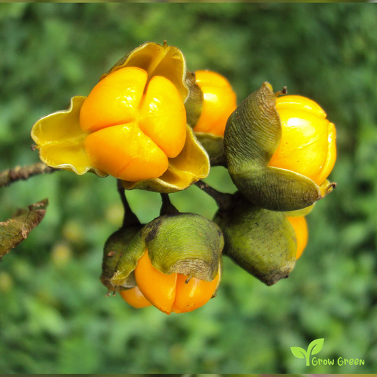 5 seeds of Intellect Tree - CELASTRUS PANICULATUS - Black Oil Plant + Gift 5 seeds of Sunflower