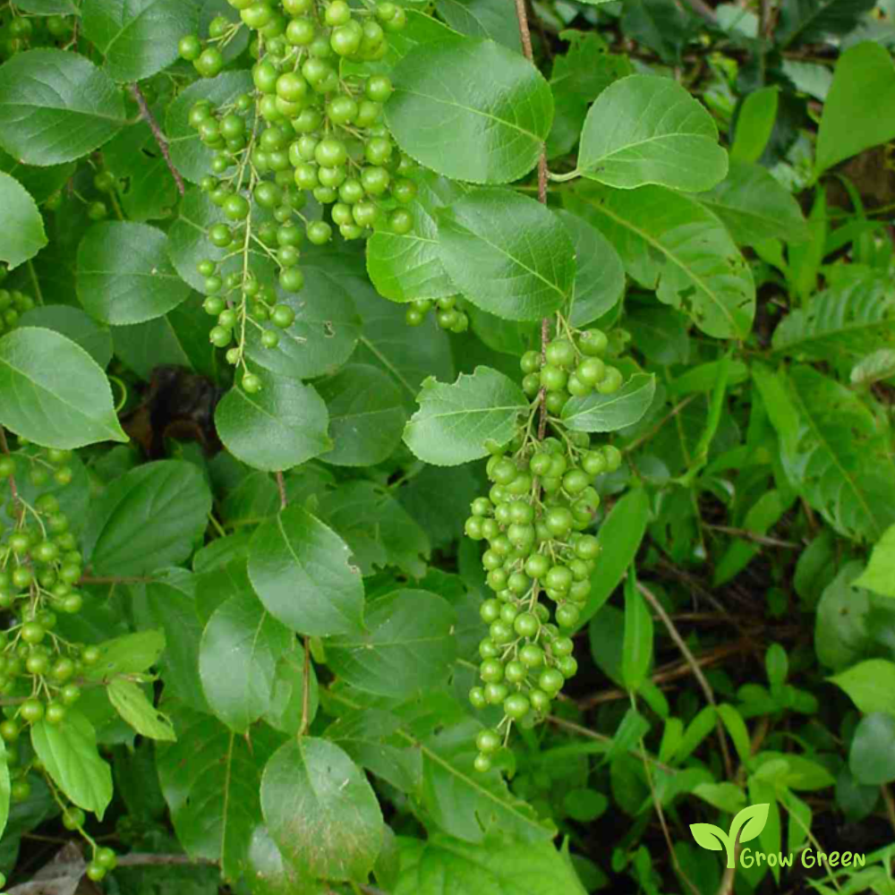 5 seeds of Intellect Tree - CELASTRUS PANICULATUS - Black Oil Plant + Gift 5 seeds of Sunflower