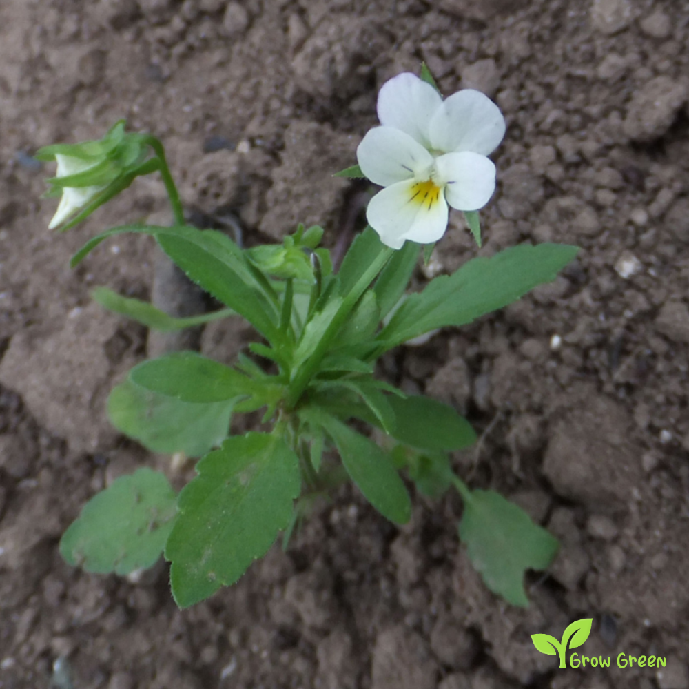 20 seeds of Field Pansy - VIOLA ARVENSIS + Gift 5 seeds of Sunflower