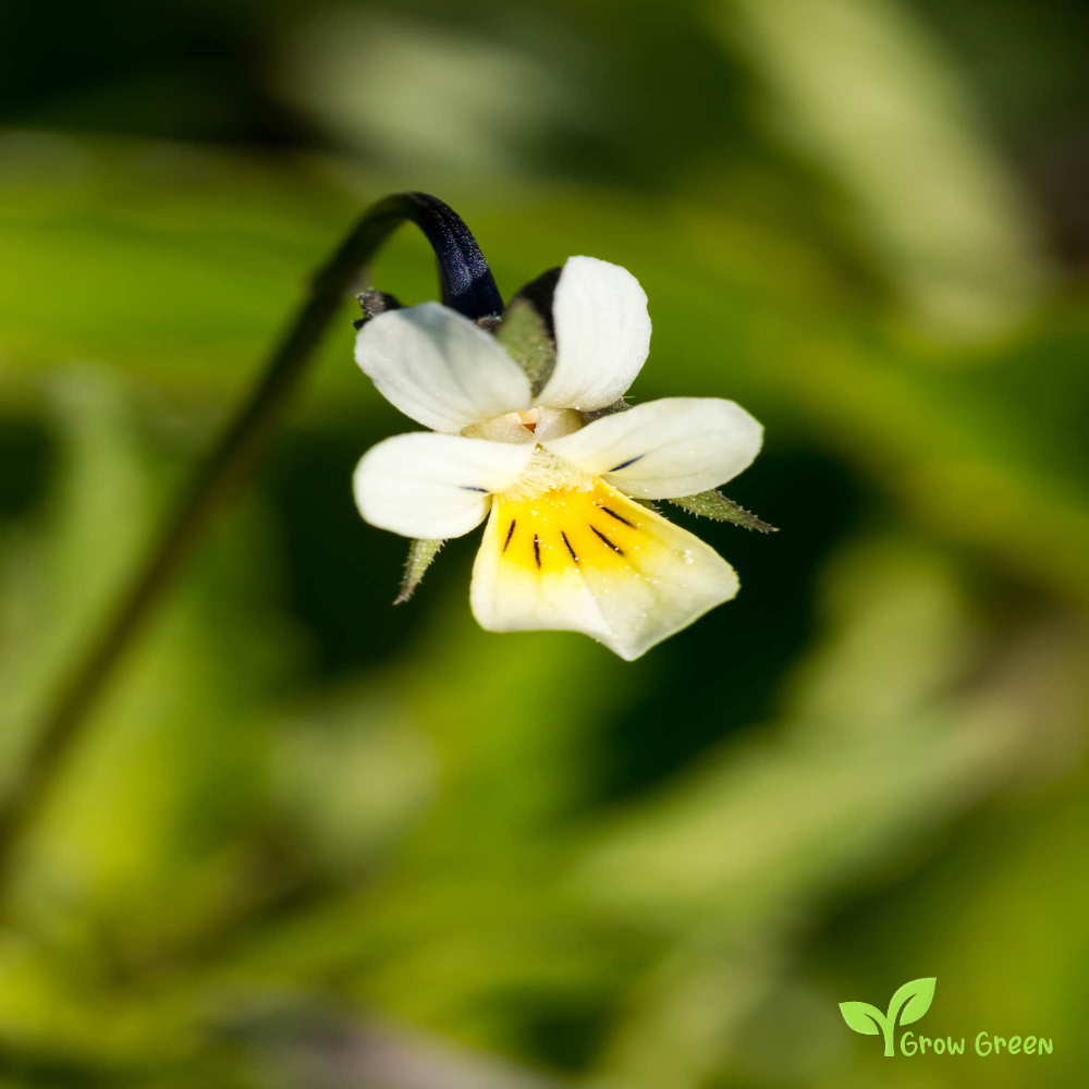 20 seeds of Field Pansy - VIOLA ARVENSIS + Gift 5 seeds of Sunflower