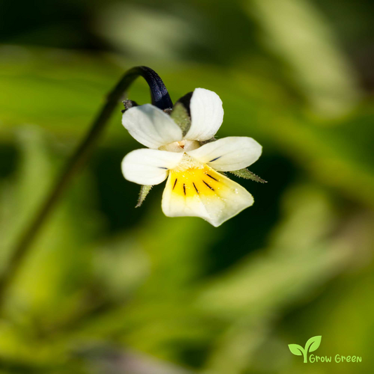 20 seeds of Field Pansy - VIOLA ARVENSIS + Gift 5 seeds of Sunflower