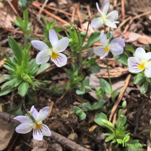 20 seeds of Field Pansy - VIOLA ARVENSIS + Gift 5 seeds of Sunflower