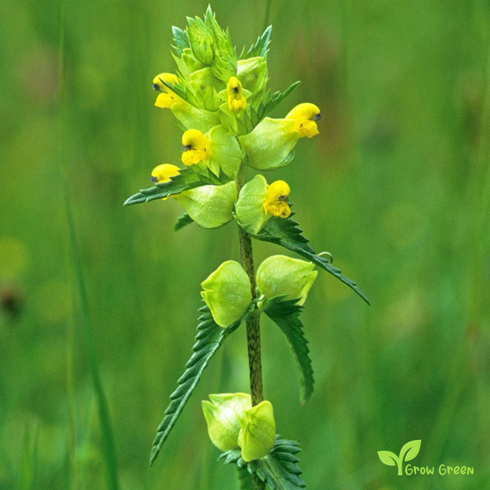 30 seeds of Yellow Rattle - RHINANTHUS MINOR + Gift 5 seeds of Sunflower