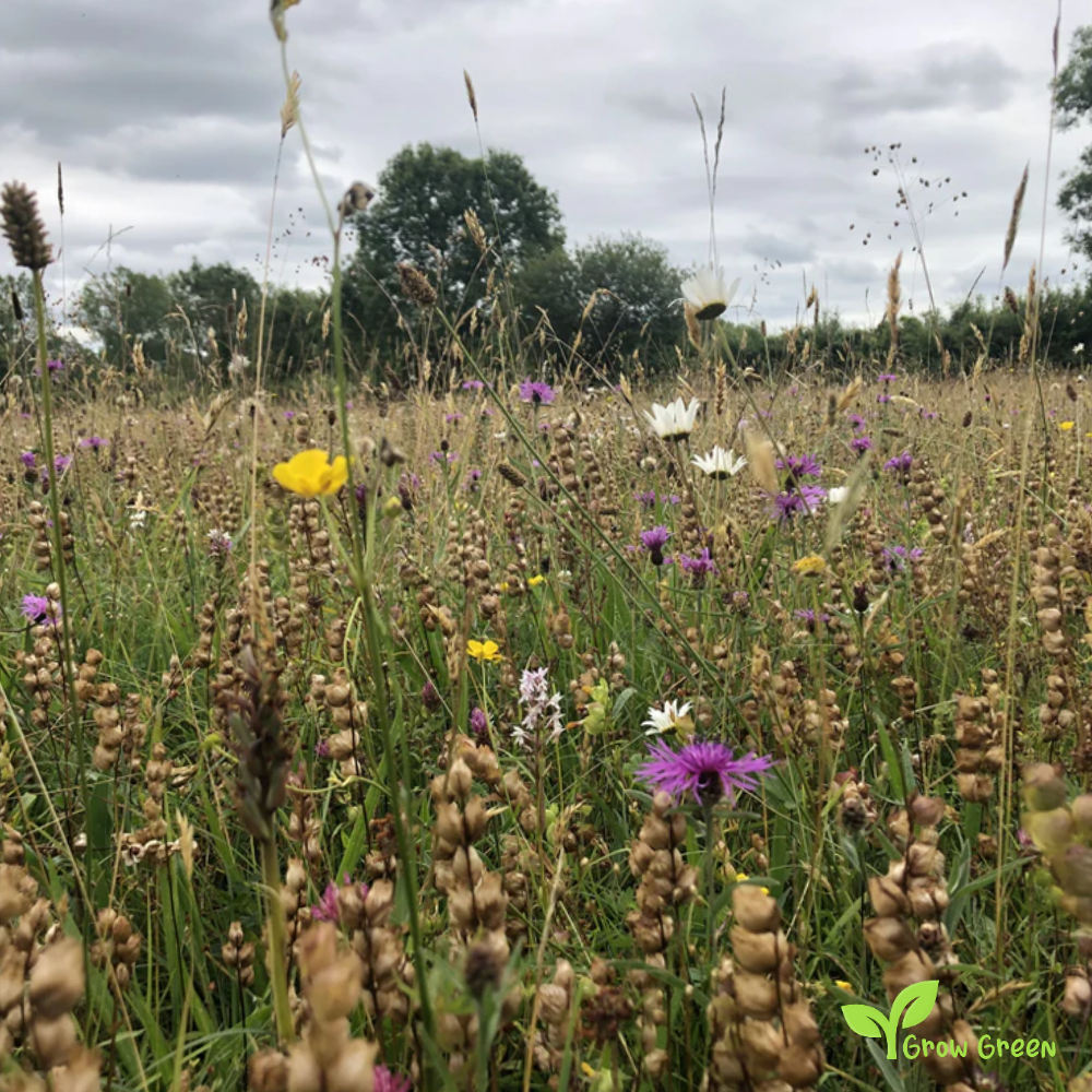 30 seeds of Yellow Rattle - RHINANTHUS MINOR + Gift 5 seeds of Sunflower