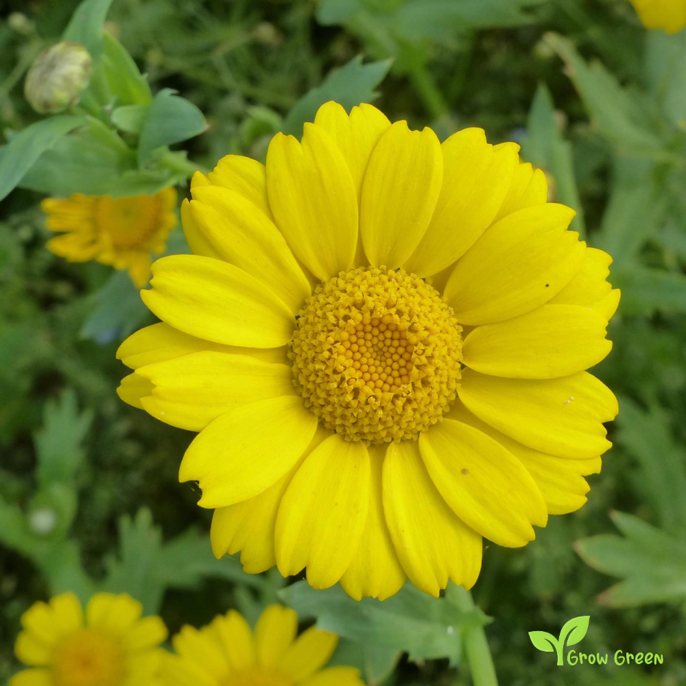 30 seeds of Corn Marigold - GLEBIONIS SEGETUM + Gift 5 seeds of Sunflower