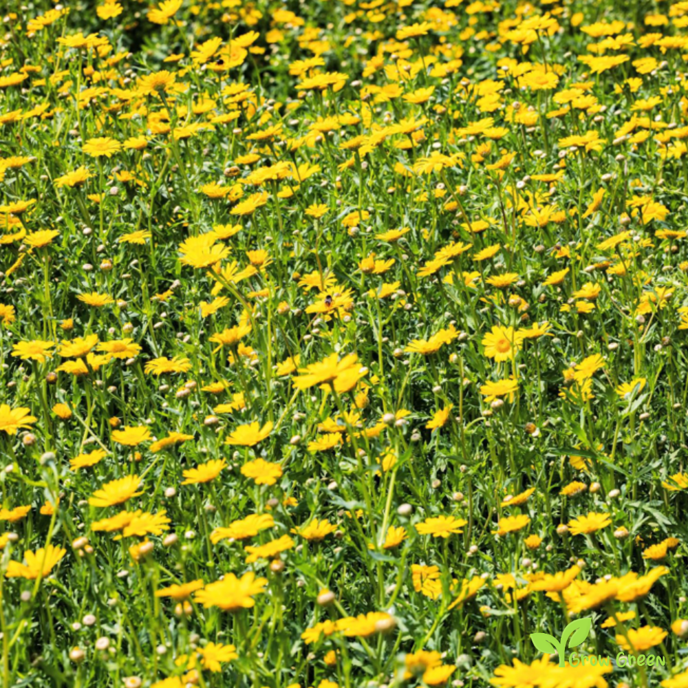 30 seeds of Corn Marigold - GLEBIONIS SEGETUM + Gift 5 seeds of Sunflower