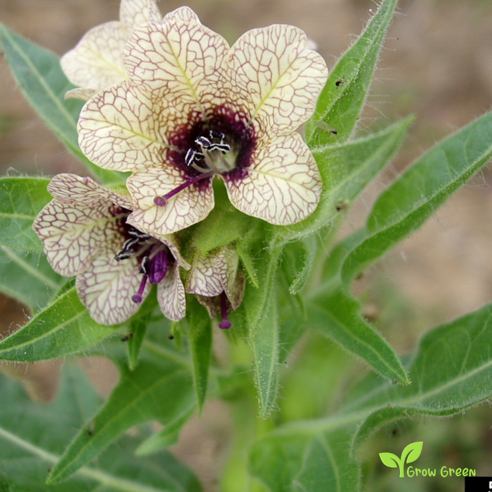 10 seeds of Black Henbane - HYOSCYAMUS NIGER - Stinking Nightshade + Gift 5 seeds of Sunflower