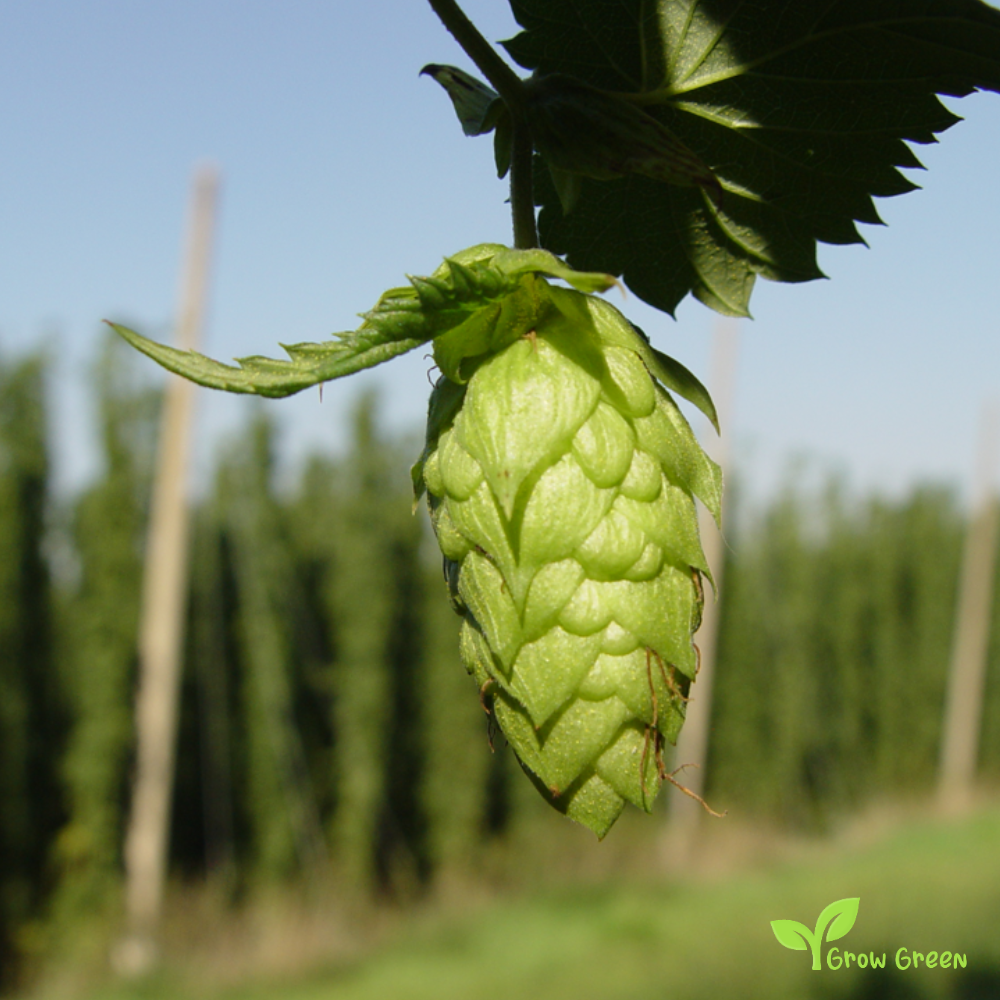 10 seeds of Hop - HUMULUS LUPULUS - Hops + Gift 5 seeds of Sunflower