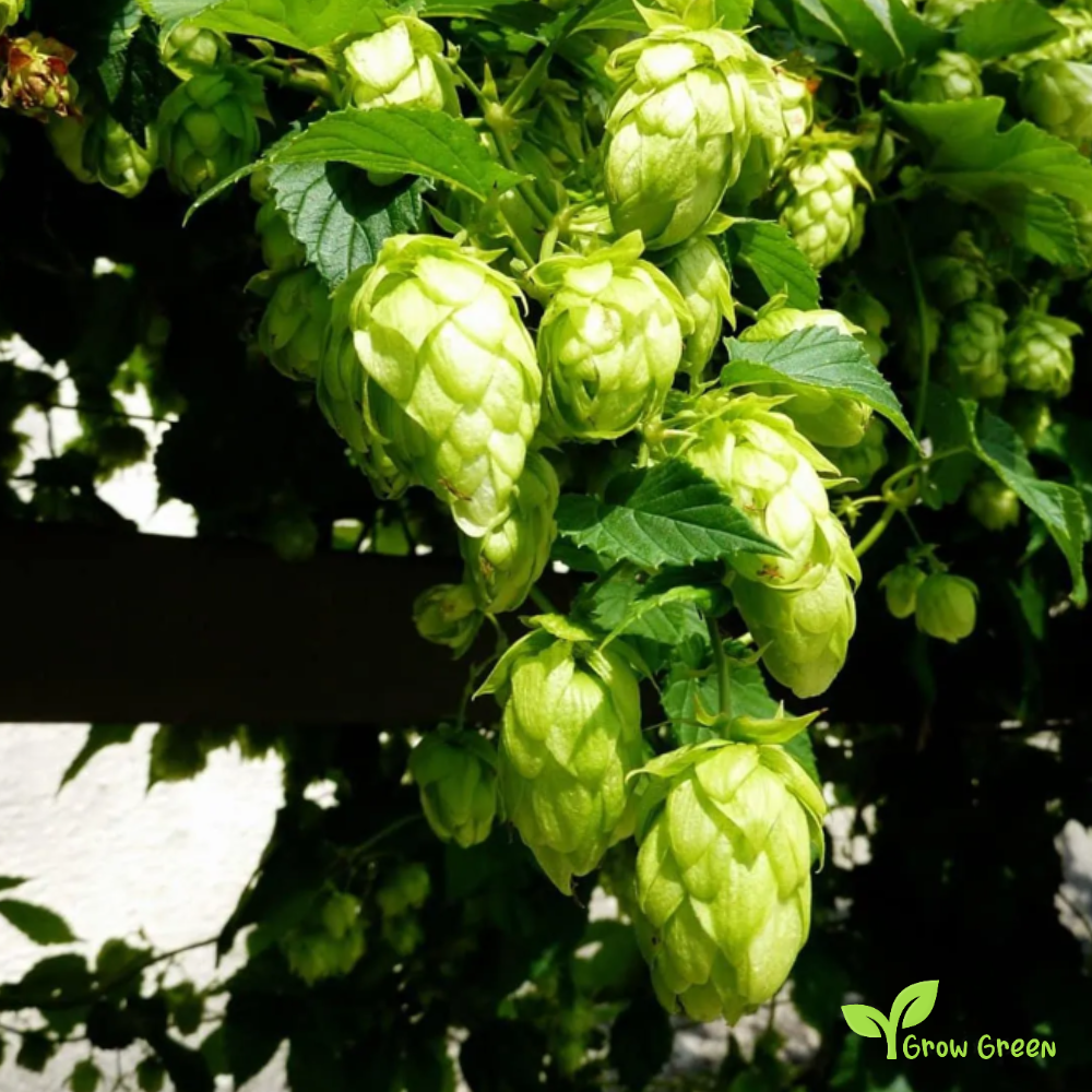 10 seeds of Hop - HUMULUS LUPULUS - Hops + Gift 5 seeds of Sunflower