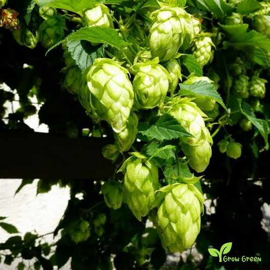 10 seeds of Hop - HUMULUS LUPULUS - Hops + Gift 5 seeds of Sunflower
