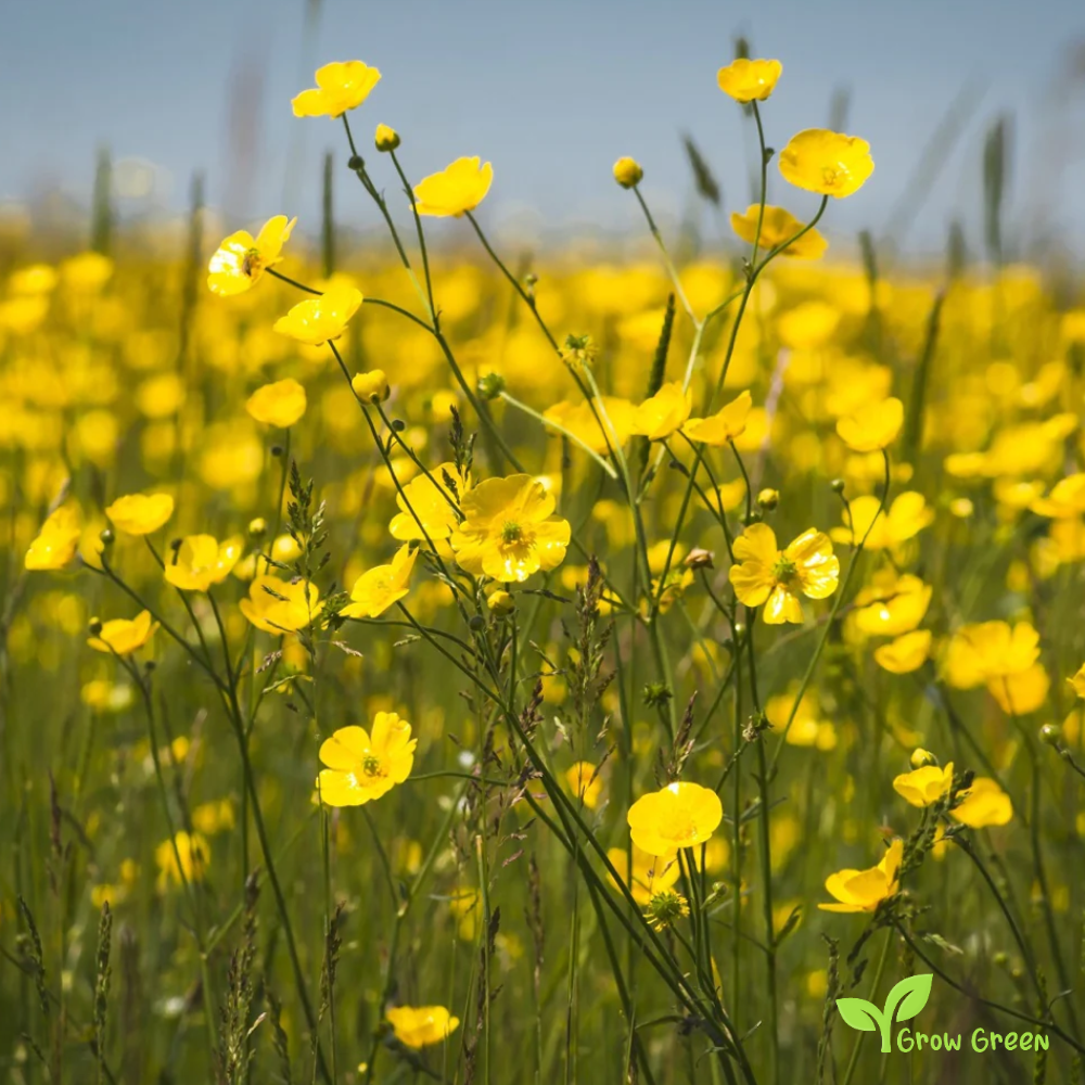 20 seeds of Meadow Buttercup - RANUNCULUS ACRIS + Gift 5 seeds of Sunflower