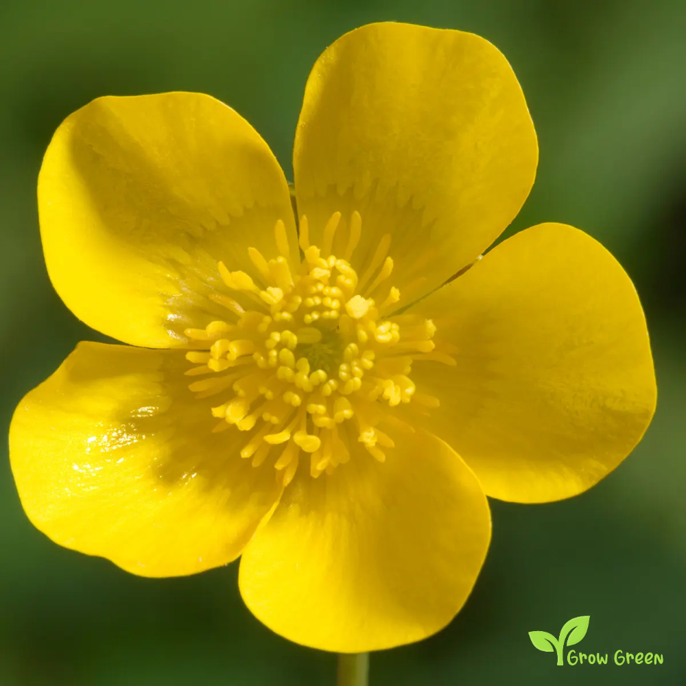 20 seeds of Meadow Buttercup - RANUNCULUS ACRIS + Gift 5 seeds of Sunflower