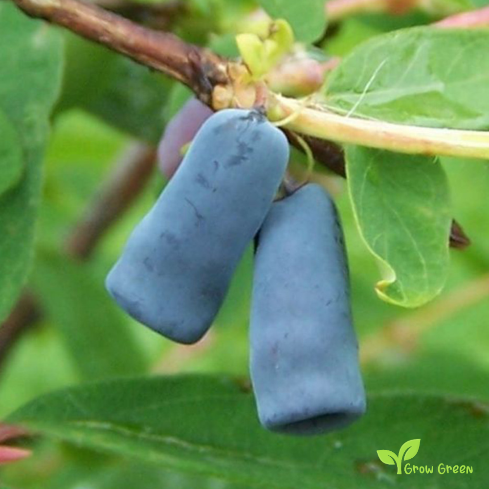 5 seeds of Honeyberry - LONICERA CAERULEA - Blue Honeysuckle + Gift 5 seeds of Sunflower