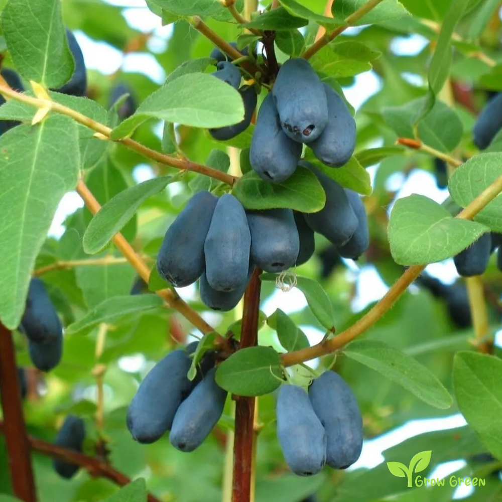 5 seeds of Honeyberry - LONICERA CAERULEA - Blue Honeysuckle + Gift 5 seeds of Sunflower