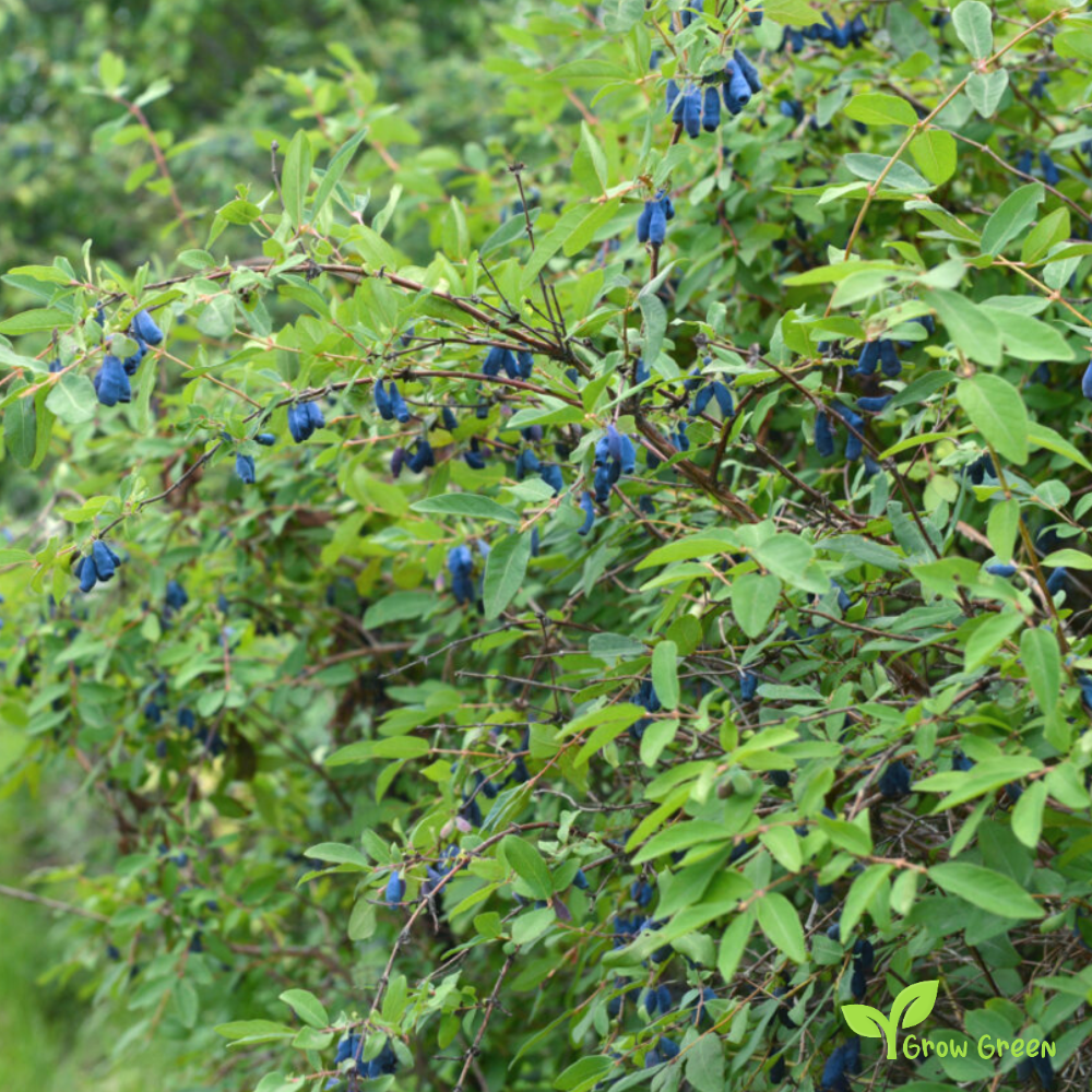 5 seeds of Honeyberry - LONICERA CAERULEA - Blue Honeysuckle + Gift 5 seeds of Sunflower