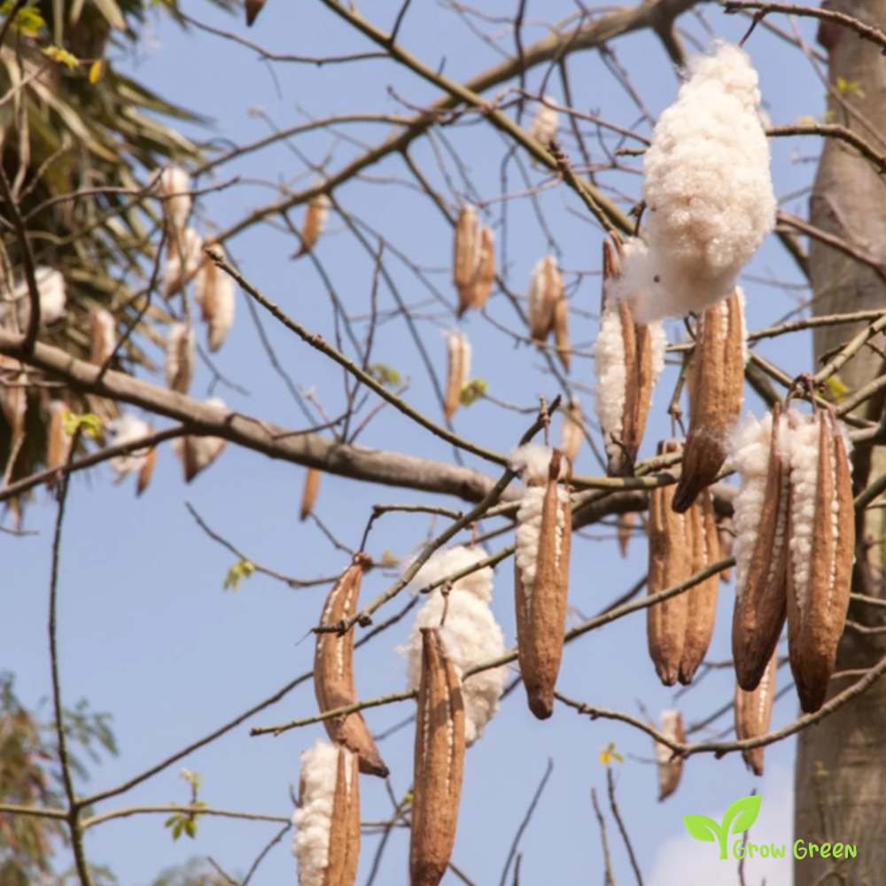 5 seeds of Kapok Silk Cotton Tree - CEIBA PENTANDRA - Java Cotton + Gift 5 seeds of Sunflower