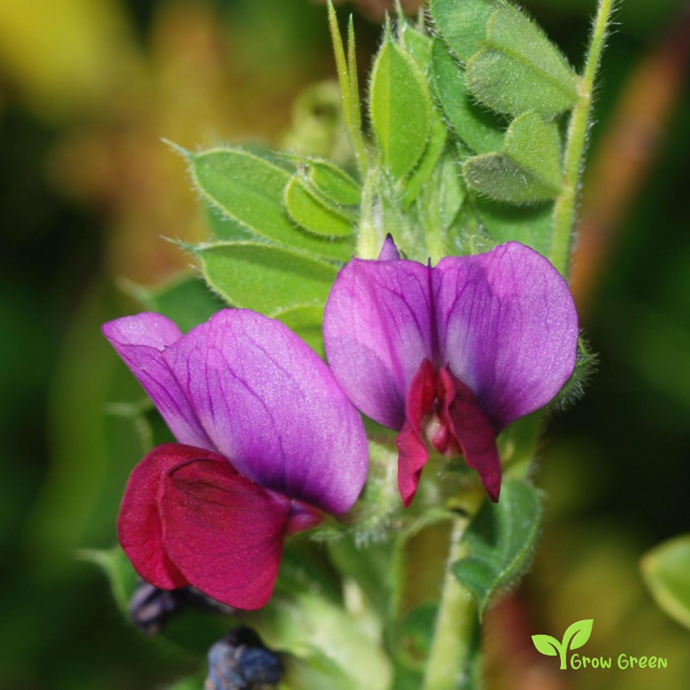 10 seeds of Vetch - VICIA SATIVA - Tare + Gift 5 seeds of Sunflower