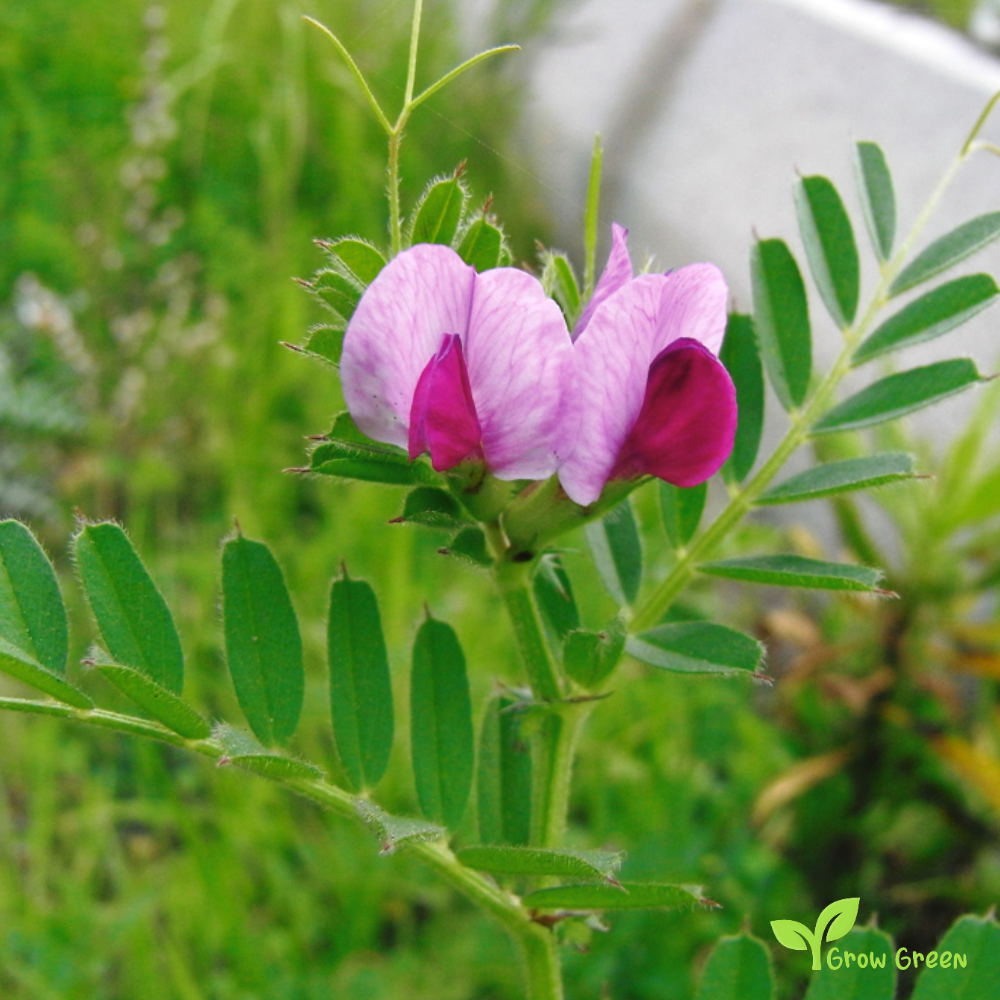 10 seeds of Vetch - VICIA SATIVA - Tare + Gift 5 seeds of Sunflower