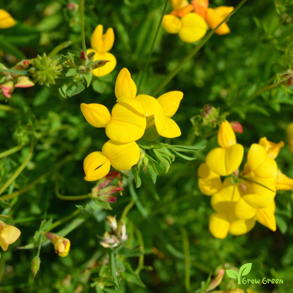 20 seeds of Bird's Foot Trefoil - LOTUS CORNICULATUS + Gift 5 seeds of Sunflower