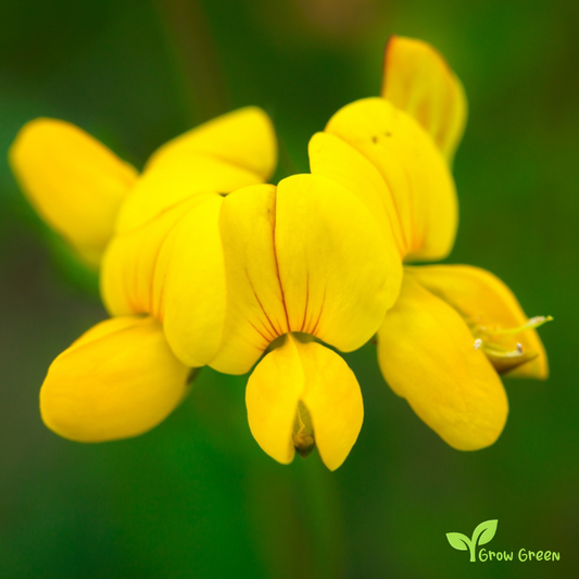 20 seeds of Bird's Foot Trefoil - LOTUS CORNICULATUS + Gift 5 seeds of Sunflower