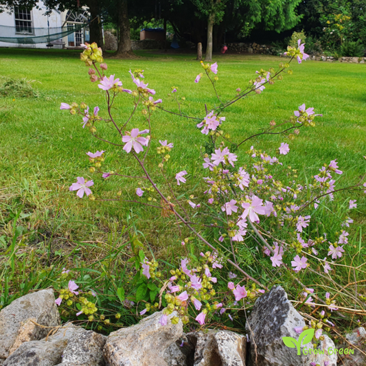 10 seeds of Musk Mallow - MALVA MOSCHATA + Gift 5 seeds of Sunflower