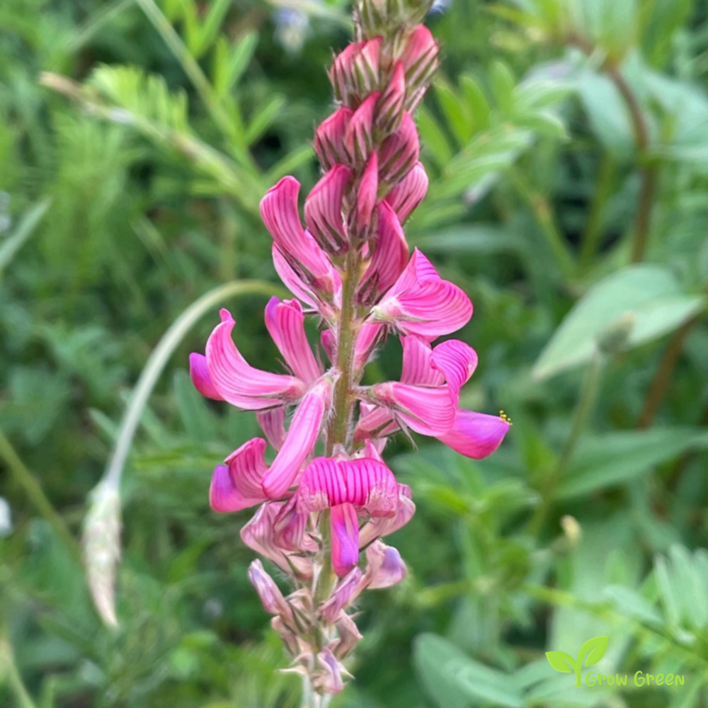 10 seeds of Sainfoin - ONOBRYCHIS VICIIFOLIA + Gift 5 seeds of Sunflower