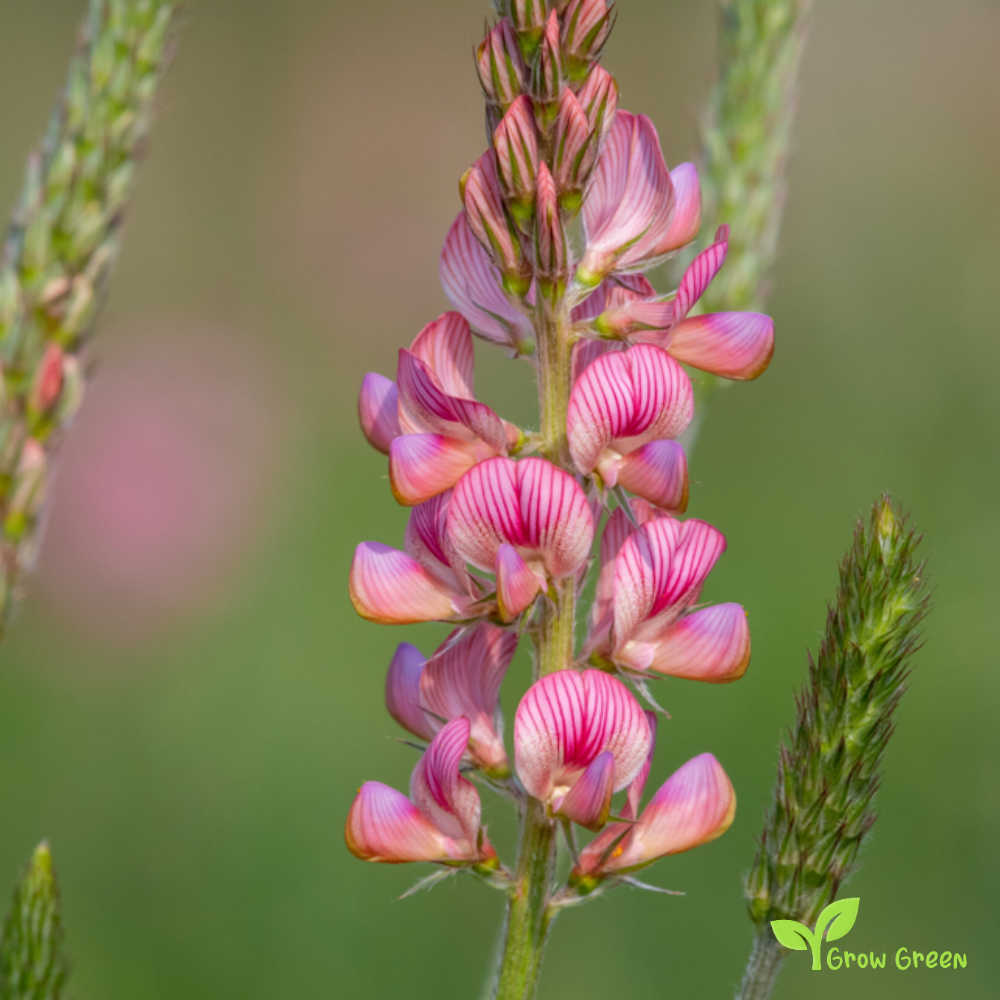 10 seeds of Sainfoin - ONOBRYCHIS VICIIFOLIA + Gift 5 seeds of Sunflower