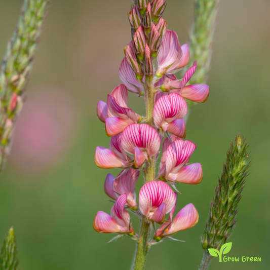 10 seeds of Sainfoin - ONOBRYCHIS VICIIFOLIA + Gift 5 seeds of Sunflower