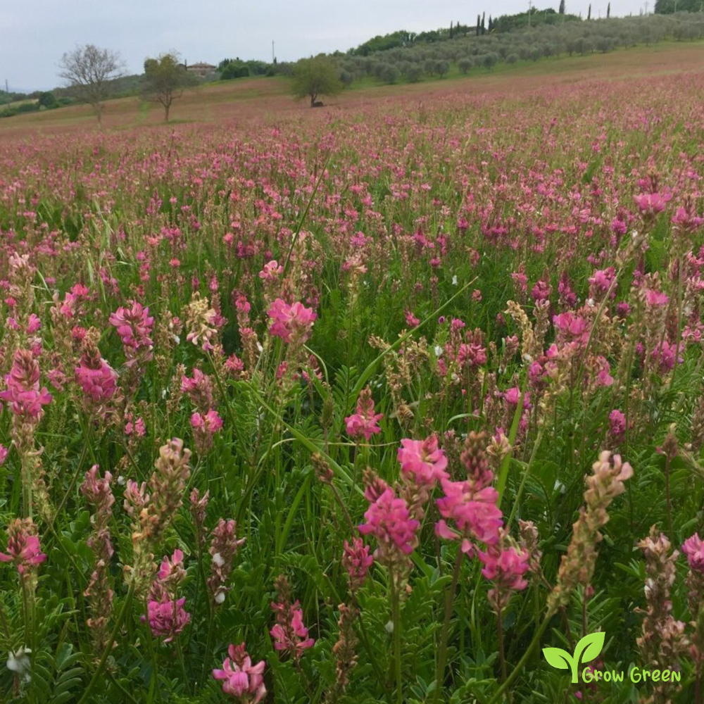 10 seeds of Sainfoin - ONOBRYCHIS VICIIFOLIA + Gift 5 seeds of Sunflower