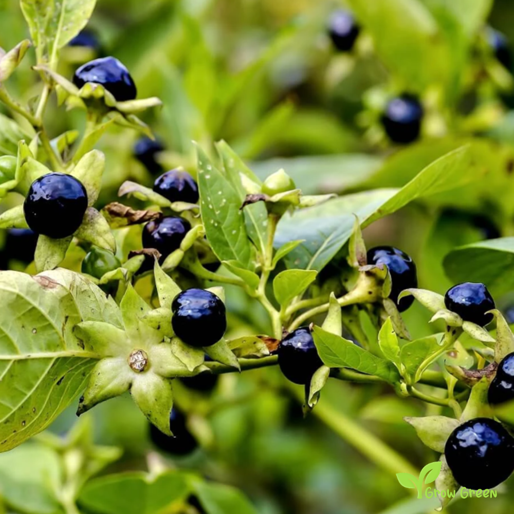 5 seeds of Belladonna - ATROPA BELLADONNA - Deadly Nightshade + Gift 5 seeds of Sunflower