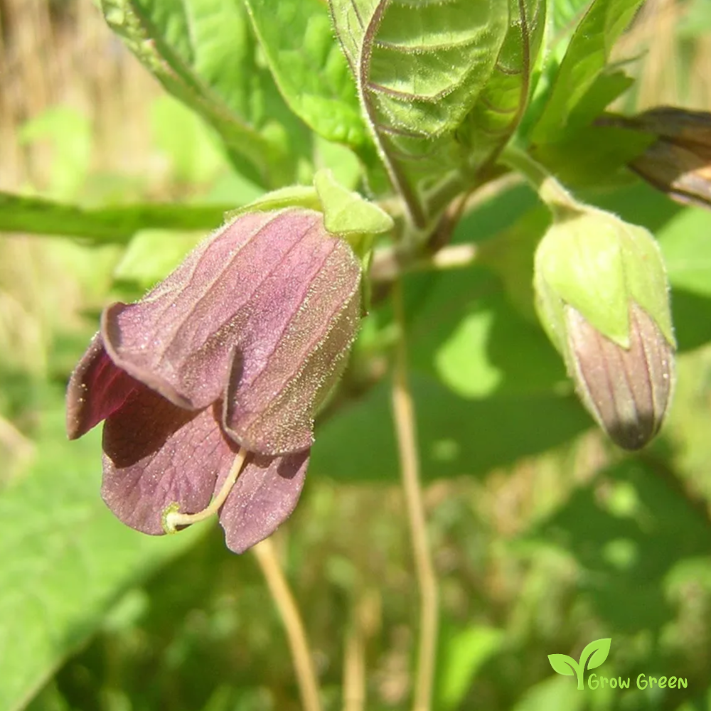 5 seeds of Belladonna - ATROPA BELLADONNA - Deadly Nightshade + Gift 5 seeds of Sunflower