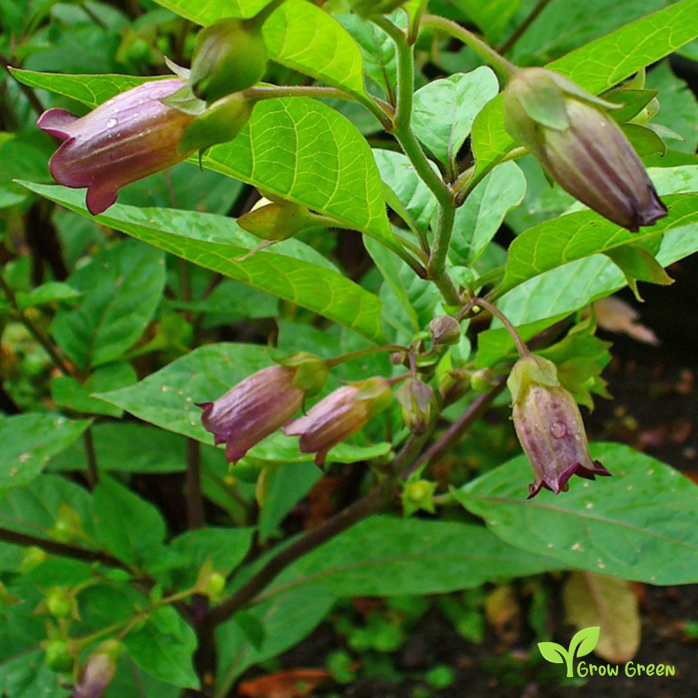 5 seeds of Belladonna - ATROPA BELLADONNA - Deadly Nightshade + Gift 5 seeds of Sunflower