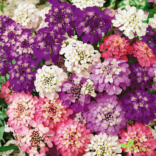 20 seeds of Candytuft - IBERIS UMBELLATA + Gift 5 seeds of Sunflower