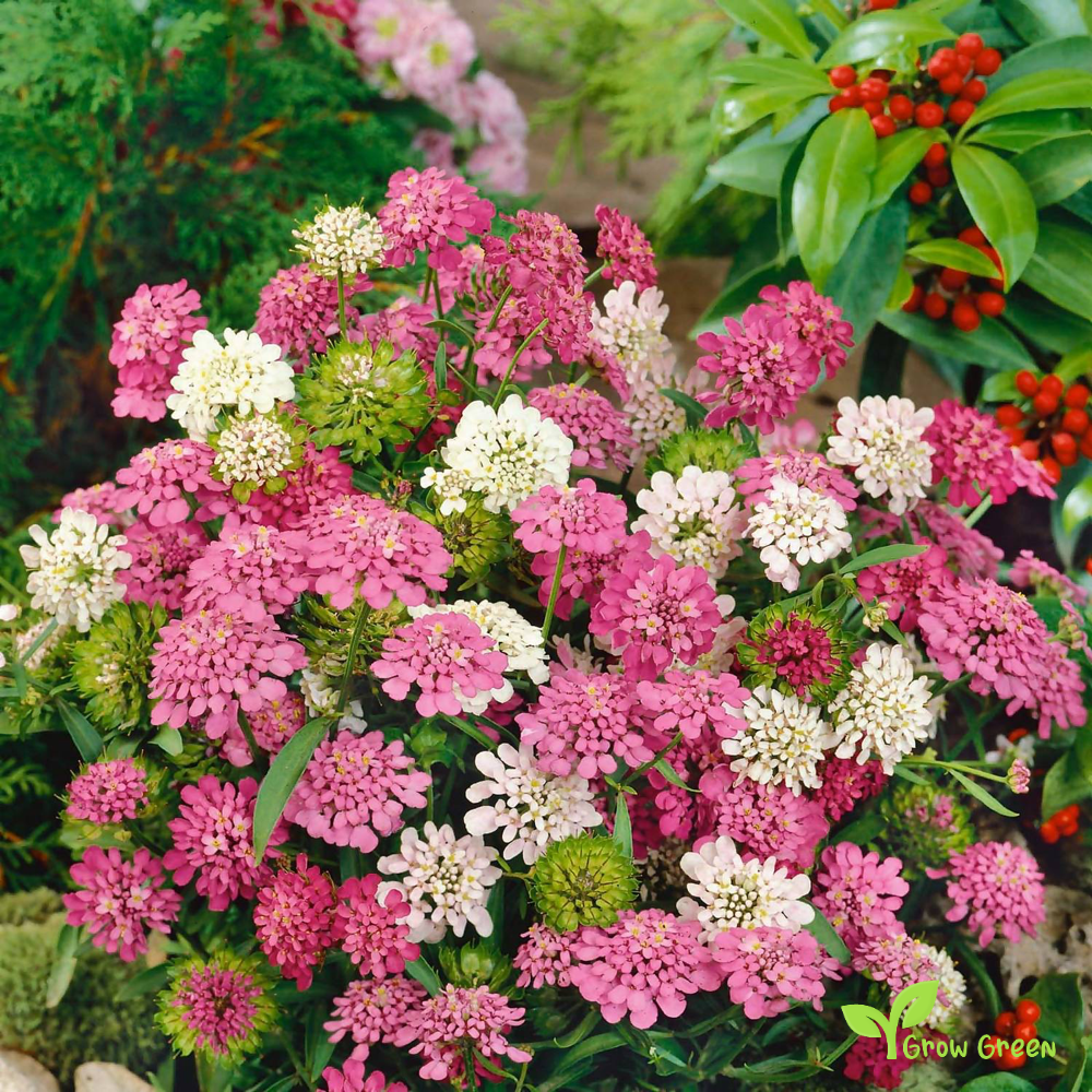 20 seeds of Candytuft - IBERIS UMBELLATA + Gift 5 seeds of Sunflower