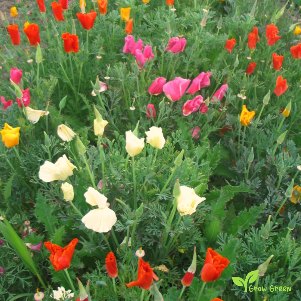 30 seeds of California Poppy Mix - ESCHSCHOLZIA CALIFORNICA + Gift 5 seeds of Sunflower