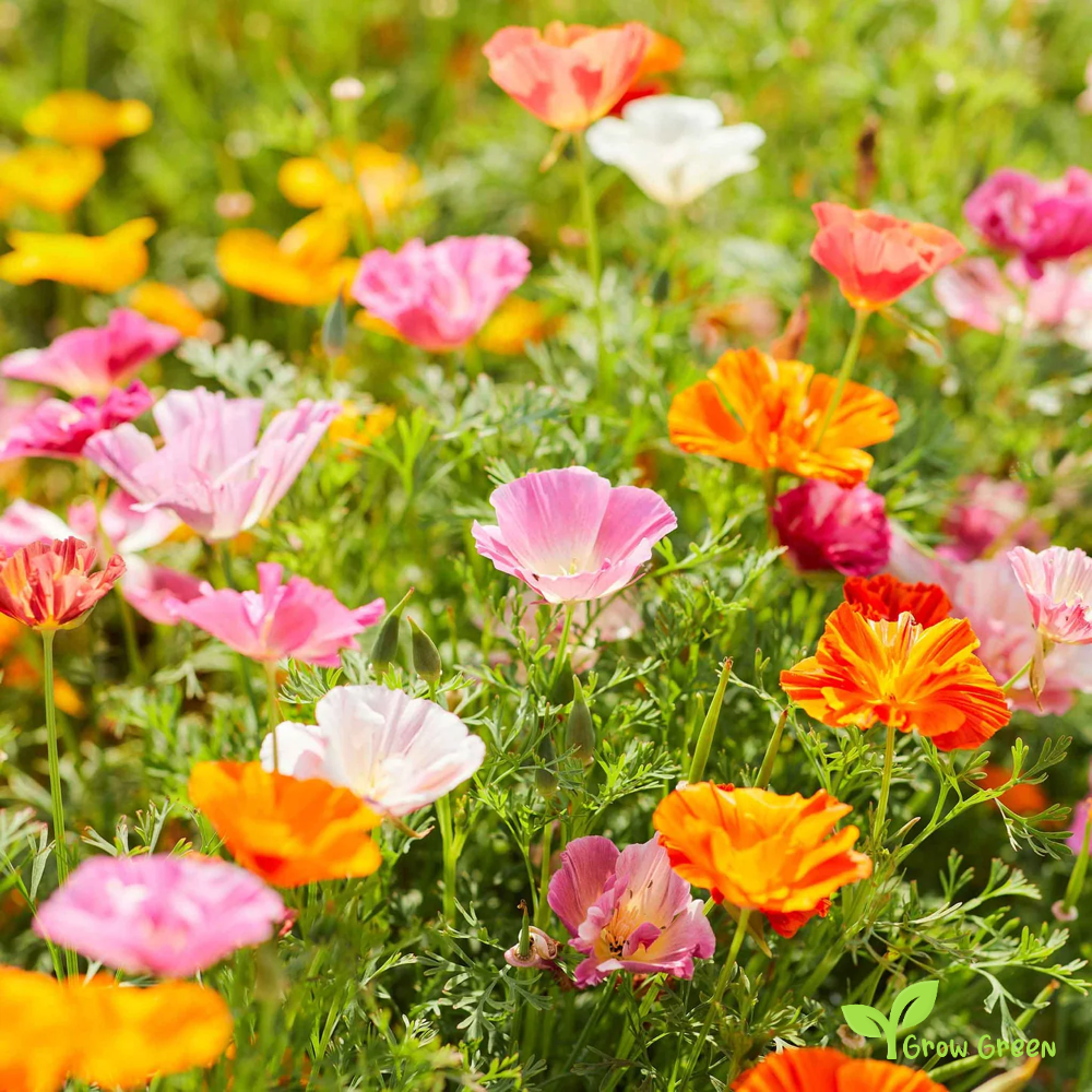 30 seeds of California Poppy Mix - ESCHSCHOLZIA CALIFORNICA + Gift 5 seeds of Sunflower
