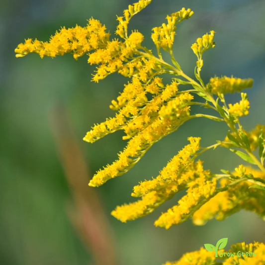 20 seeds of Canada Goldenrod - SOLIDAGO CANADENSIS + Gift 5 seeds of Sunflower