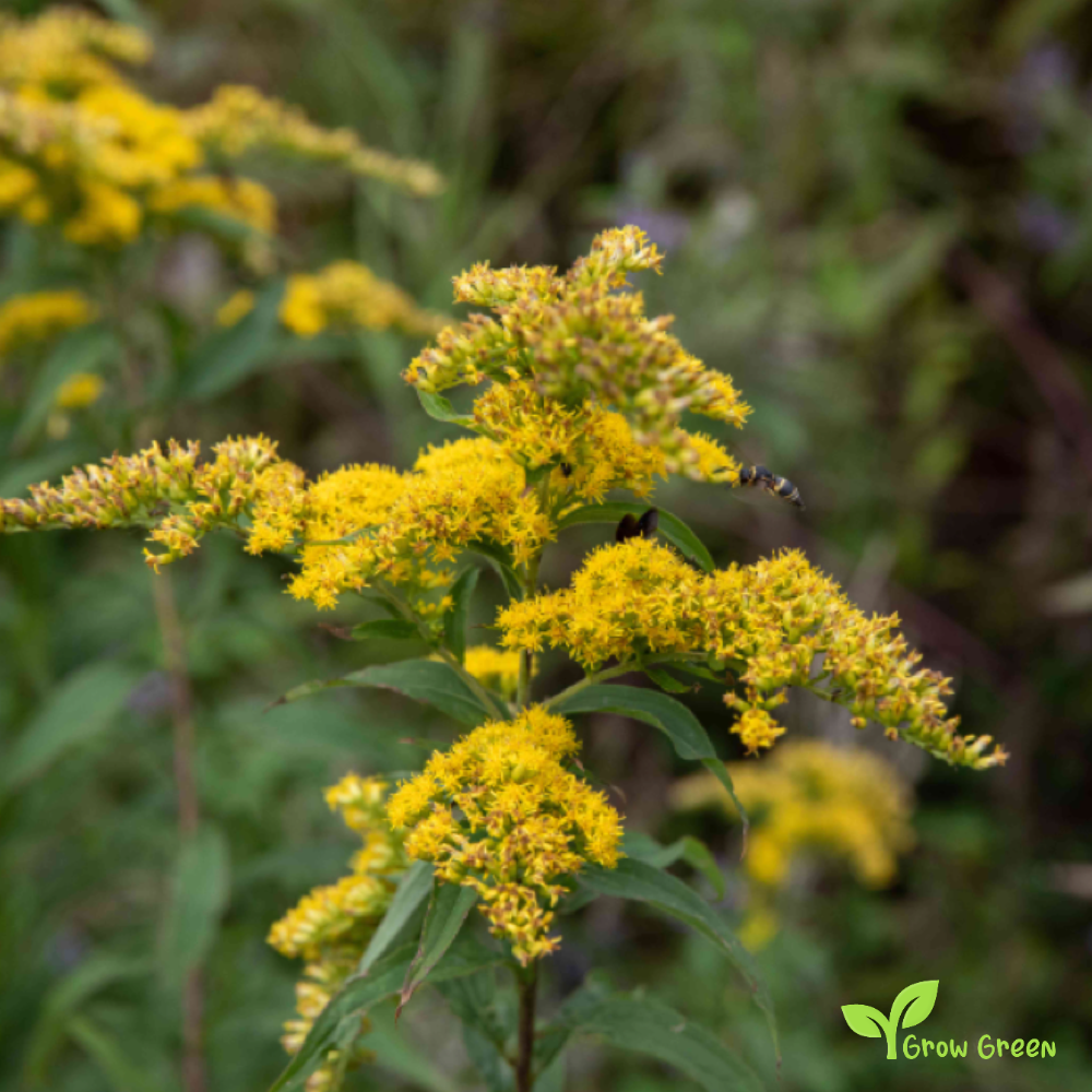 20 seeds of Canada Goldenrod - SOLIDAGO CANADENSIS + Gift 5 seeds of Sunflower