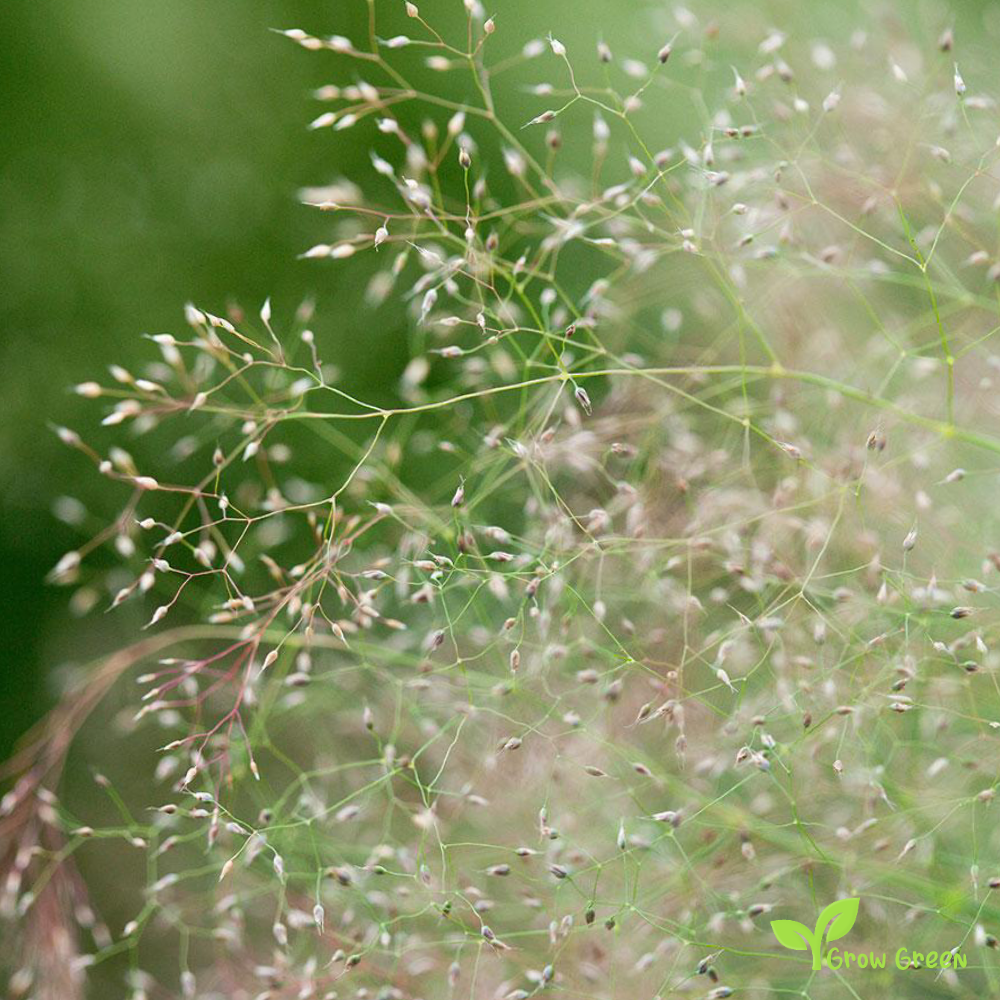 20 seeds of Cloud Grass - AGROSTIS NEBULOSA + Gift 5 seeds of Sunflower