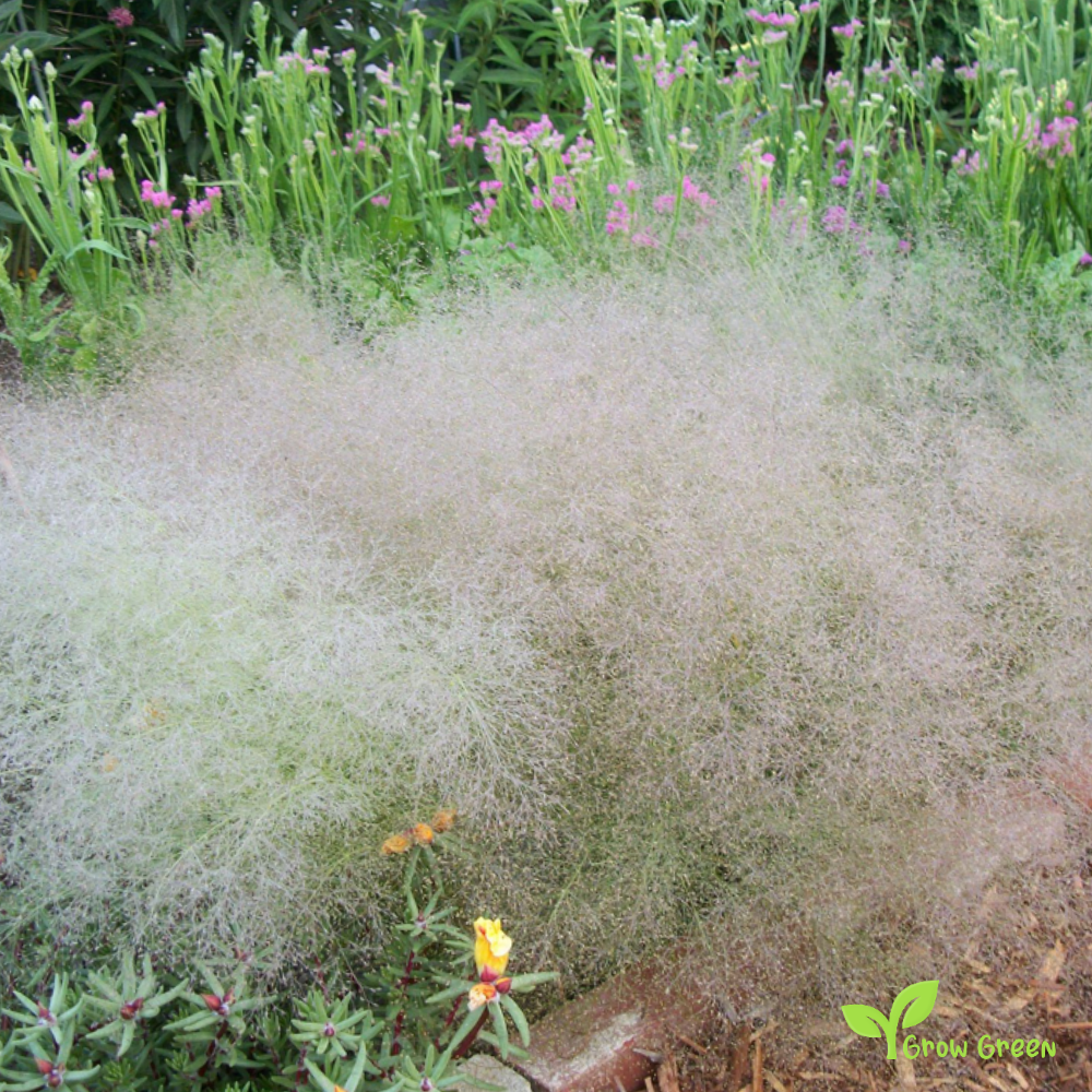 20 seeds of Cloud Grass - AGROSTIS NEBULOSA + Gift 5 seeds of Sunflower